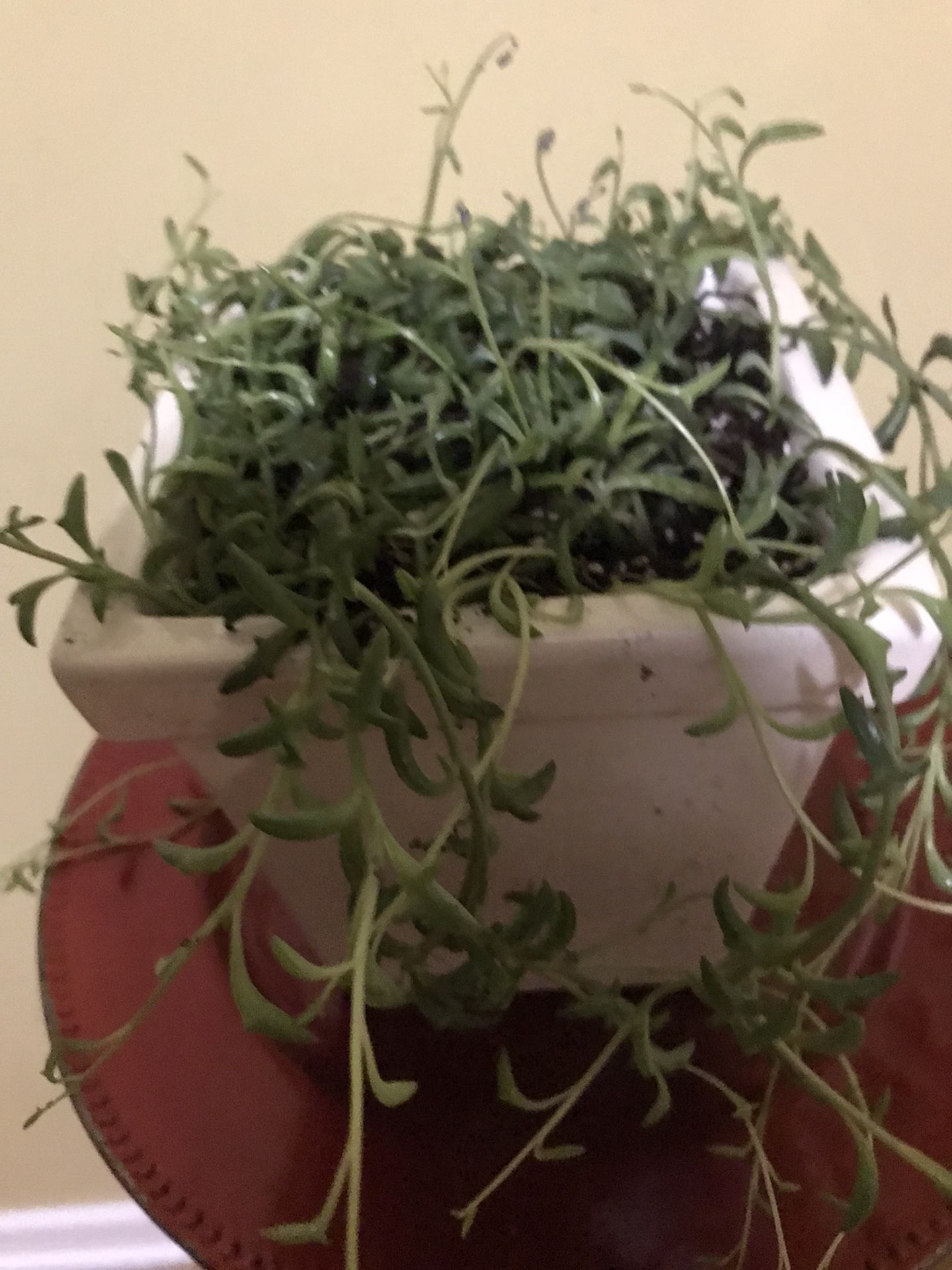 String of Dolphins Plant in 6.5 “ Pot