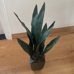 Decor Plant 