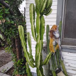 Euphorbia Brancher Succulent Plant