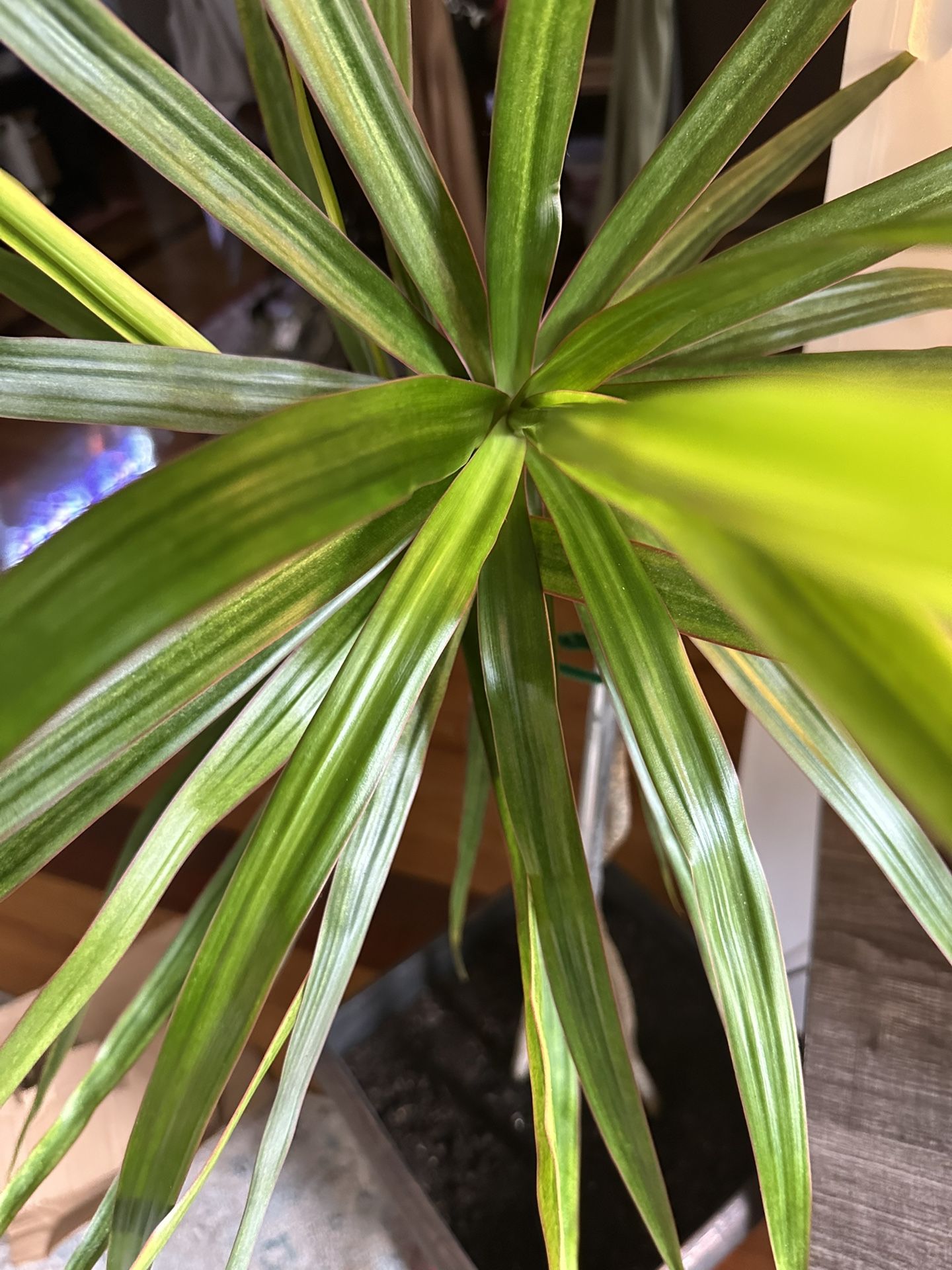Big Beautiful Plant Indoor Plant