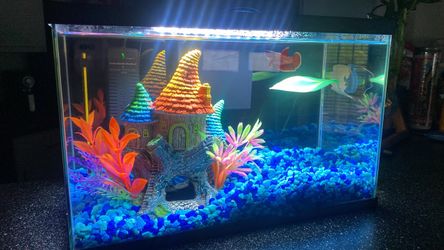 Betta fish tank