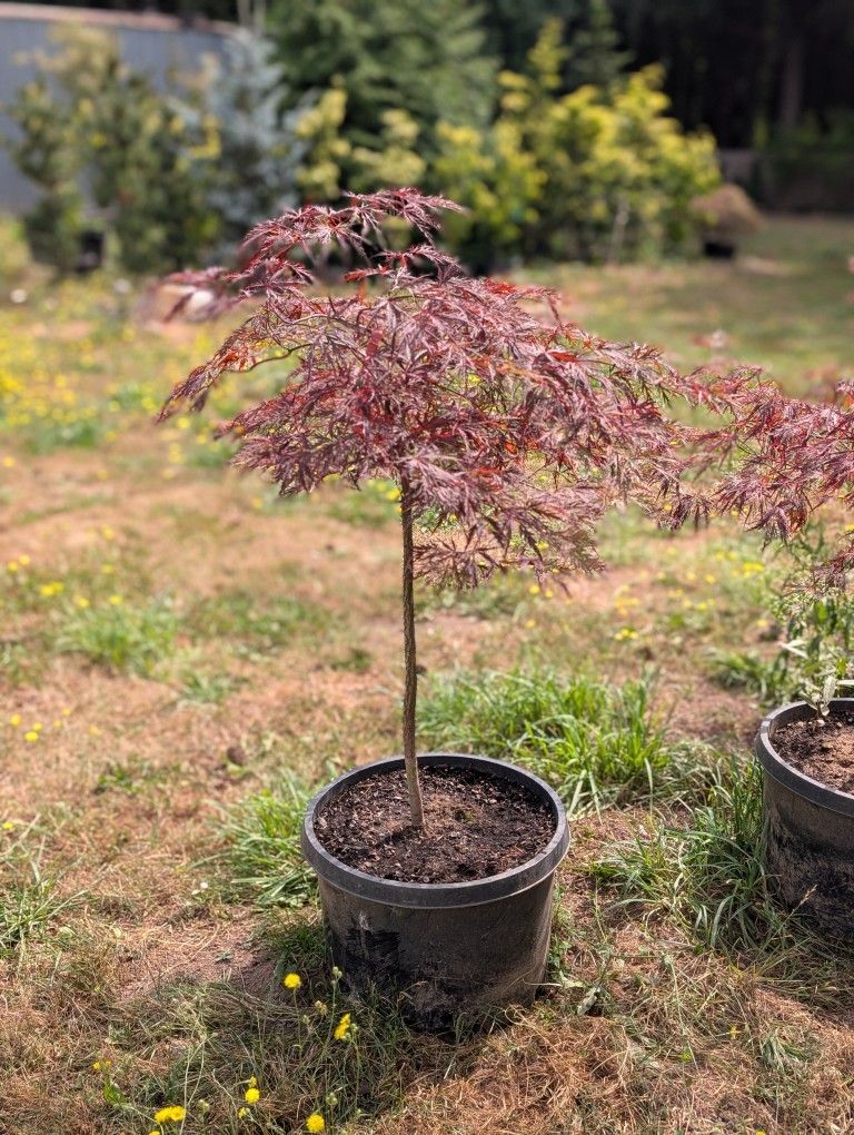 Maple Tree for Sale in Gervais, OR - OfferUp