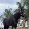 Lalo
