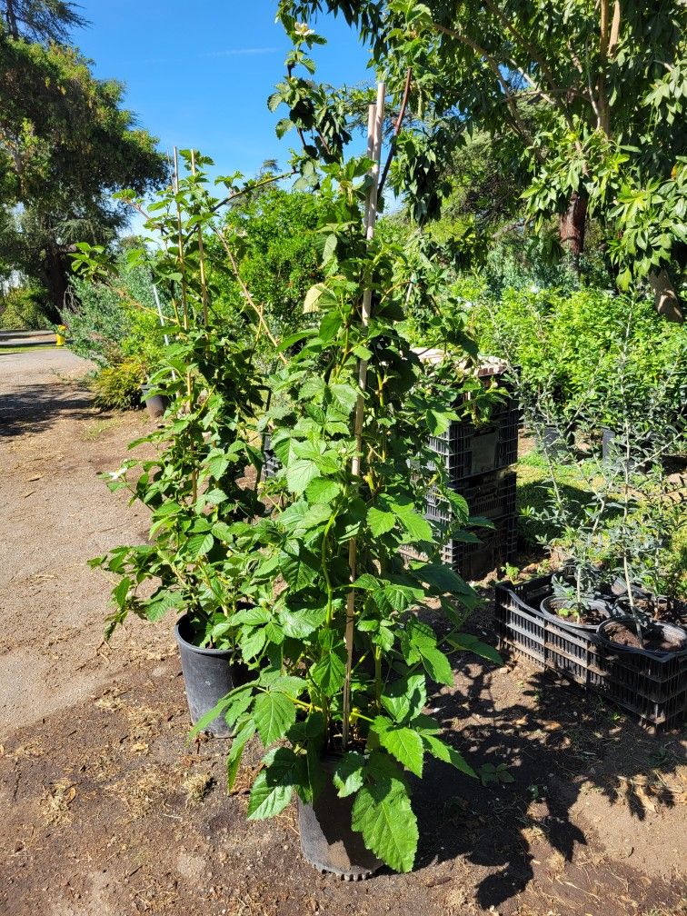 Blackberry Tree
