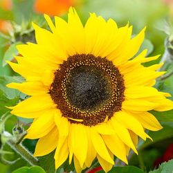 🌻Sunflower Plants 