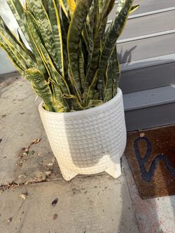White Planters