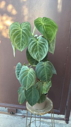Xl syngonium ice frost in 7” pot