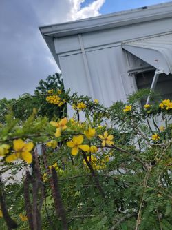Desert Acacia 12 Years Old Bonsai Stile 