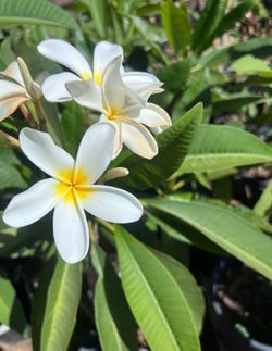 PLUMERIAS
