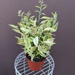 Pedilanthus Jacob’s Ladder Plant In 6” Pot 