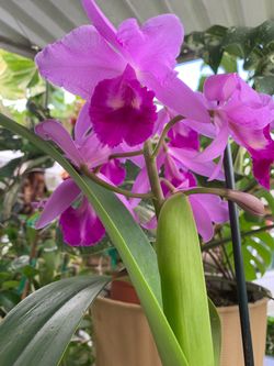 Beautiful color catleya orquid
