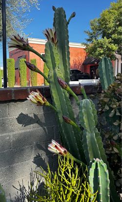 Peruvian Apple Cactus Cuttings from The Plant  Different Sizes  Small  $ 8 and  The rest depends the Size