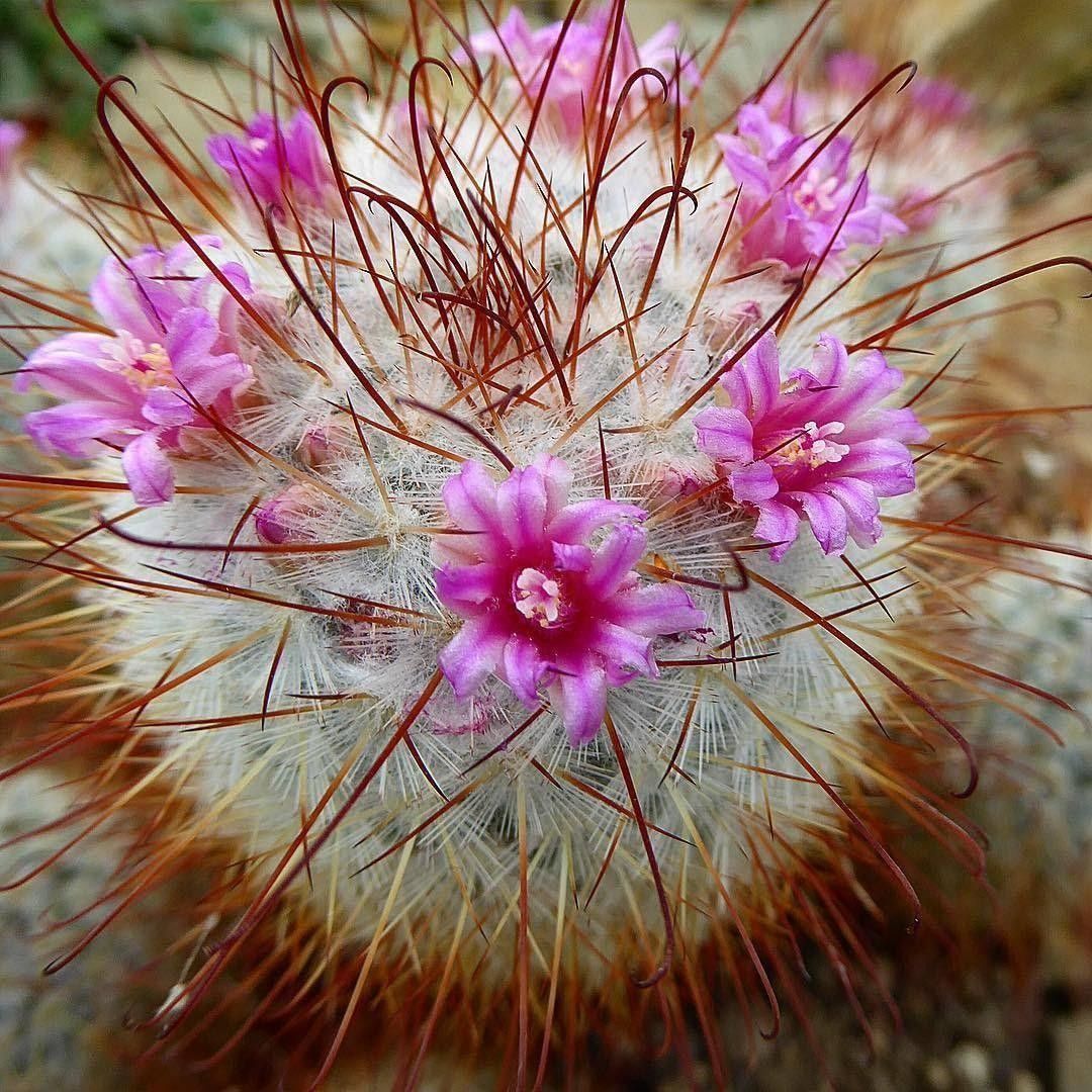 Silken Pincushion Cactus