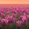 Tulip Fields