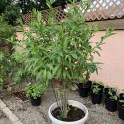 Night Blooming Jasmine Flowers Plant 