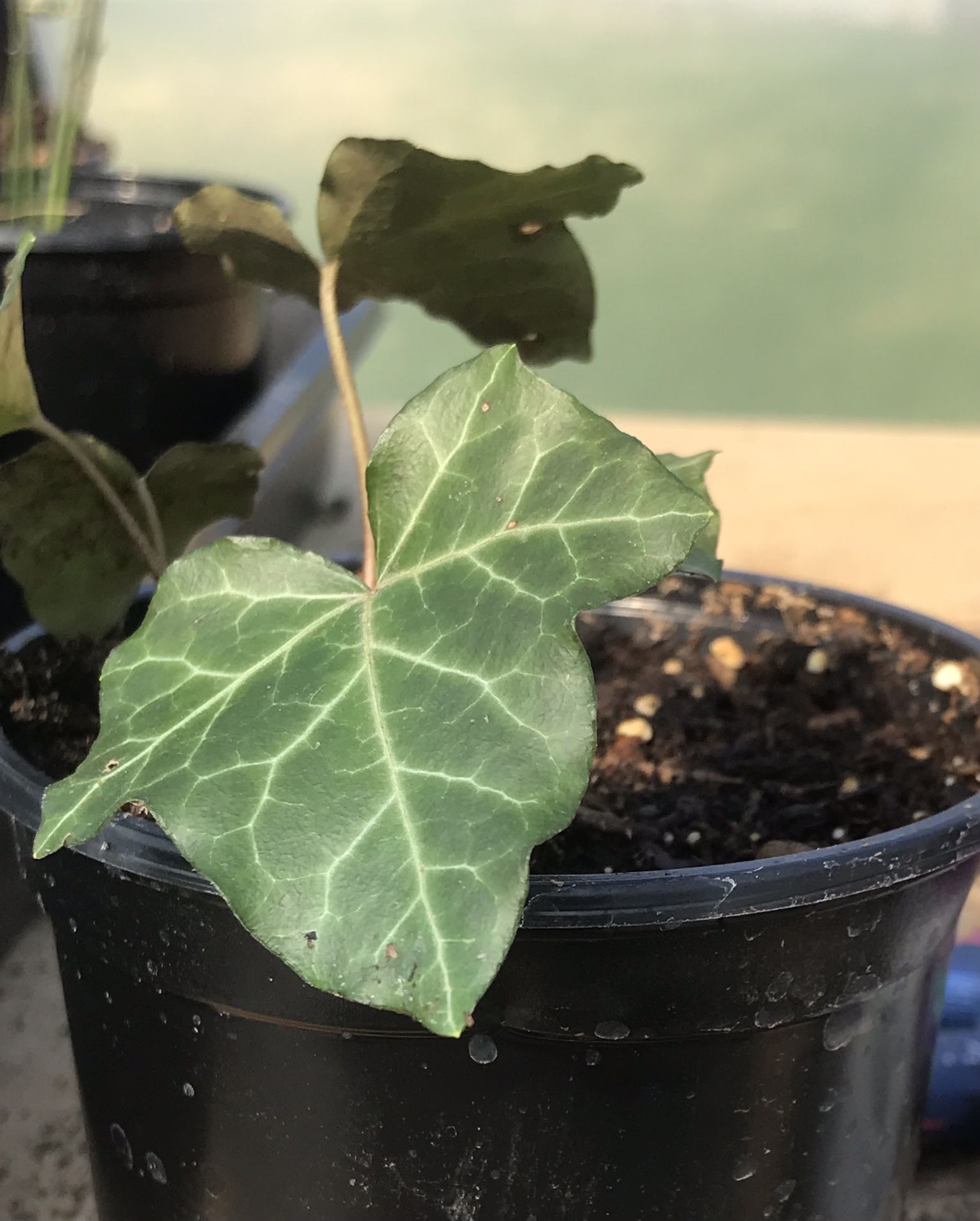 English Ivy - 4 inch pot 3-4 plants per pot 