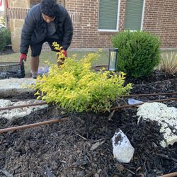 New Mulch And Planting  Flowers 
