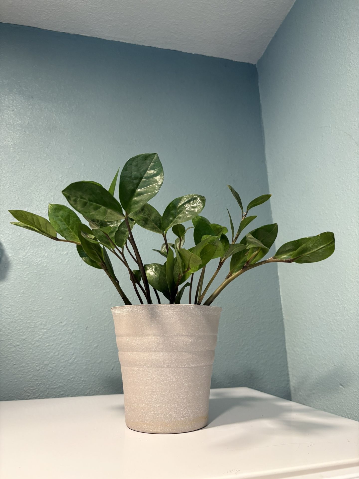 ZZ Plant In Pot Healthy Well Rooted Indoor Plants 14” H X 6.5” W