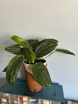 Monstera Peru Houseplant in Decorative Ceramic Pot
