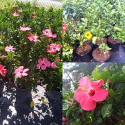 Hibiscus Blooming 7gal On Sale 