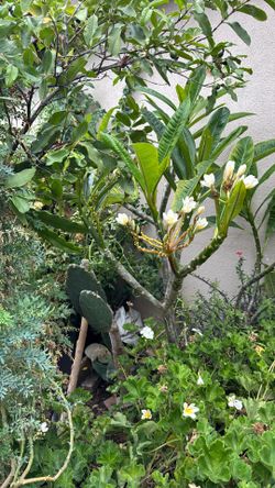 Plumeria Plant