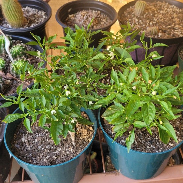 Matas De Chiles Bola Floriando