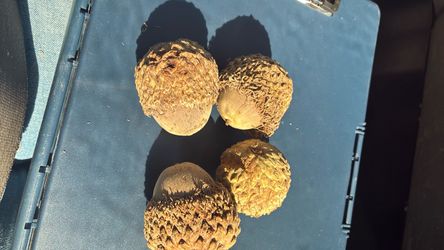 Beyotas de Roble