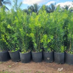 Podocarpus Plants For Privacy!!! About 3.5 Feet Tall 