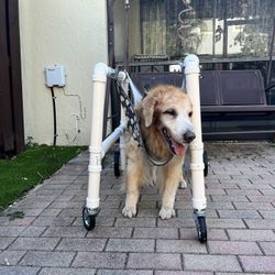 Large 4 Wheel Dog Wheelchair 