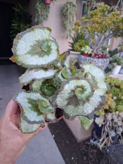 Begonia ESCARGOT Plant $20