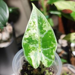 Baby Alocasia Frydek - Variegated Plant