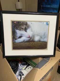 Framed Photograph White and Tabby Cat