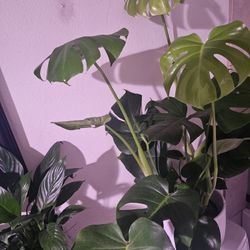 Monstera