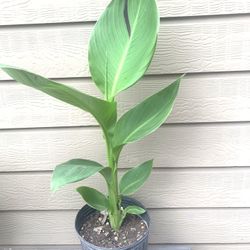 Canna Lily  Plant - Yellow 