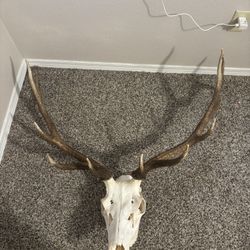 Elk head mount New 
