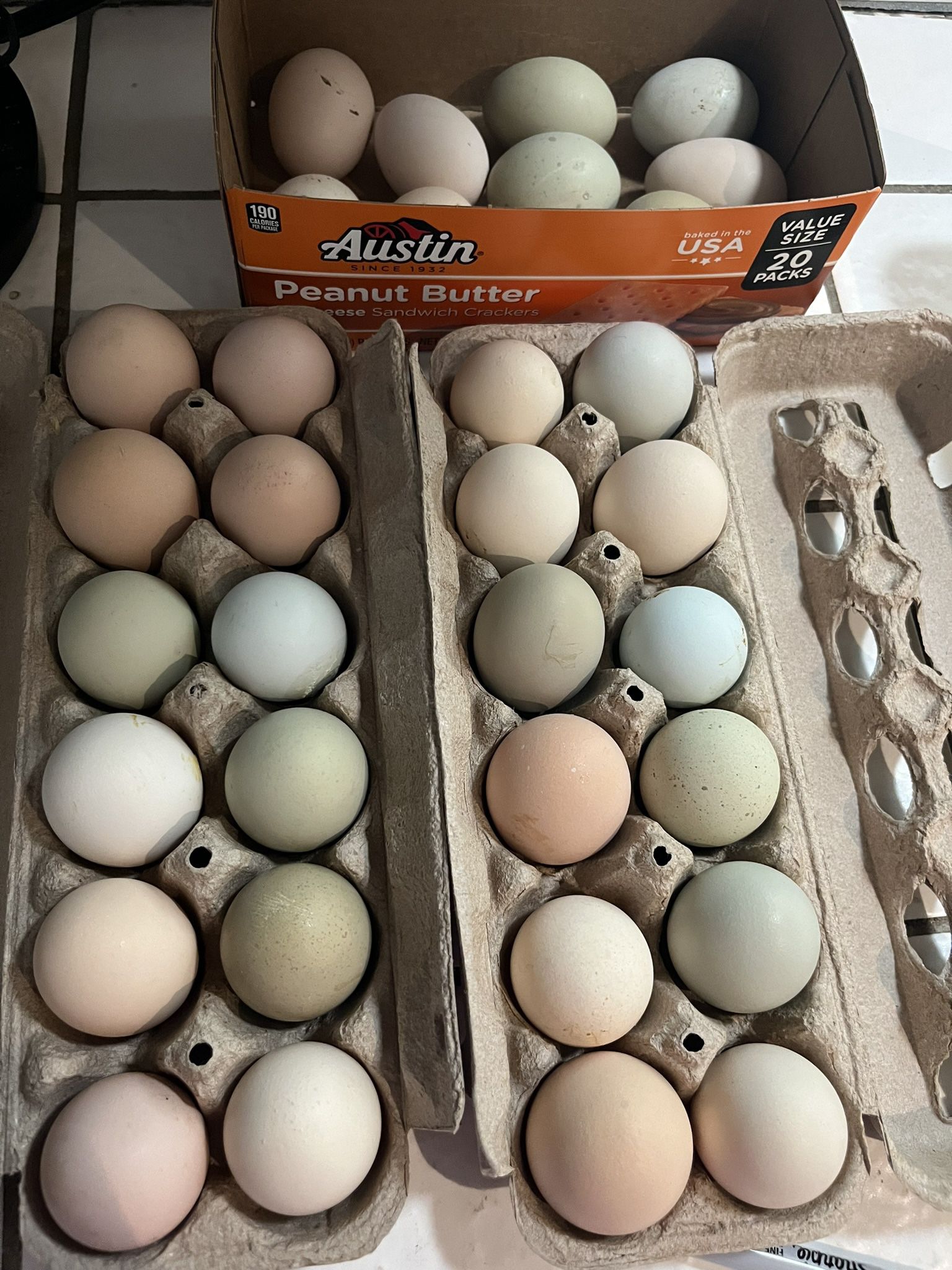 Fertilized  Chicken Eggs Mixed Flock 