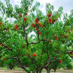 Fruit trees orange fig lemon persimmon cherry pomegranate grapefruit peach plum