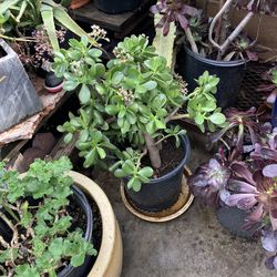 Plants must sell in5 gallon containers