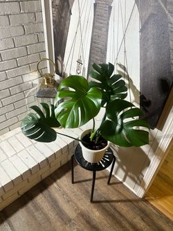 Monstera plants