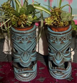 🍃 Beautiful Houseplants & Succulents for Sale! 🍃