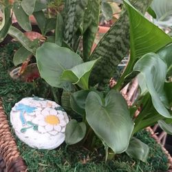 Arrangement Indoor And Outdoor Plants 