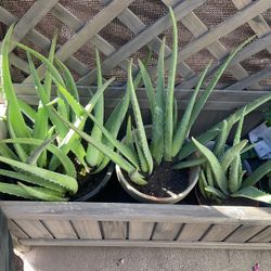 Aloe Vera Plants For Sale