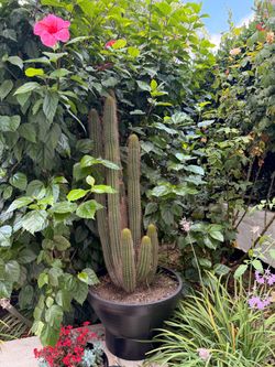 Large Golden Torch Flowering Cactus