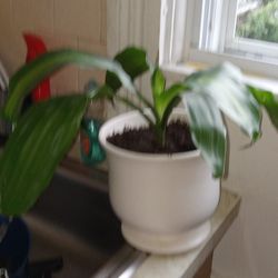 House Plant With Ceramic Pot