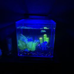 GloFish Betta Tank