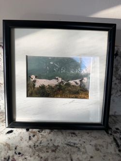 White And Black Spotted Cattle Photograph