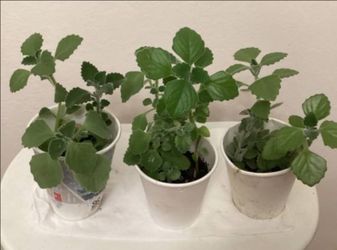 Mexican Mint herb or Spanish Thyme plant