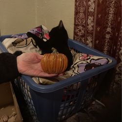 Punkin Figure