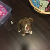 Paco