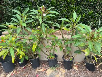 PLANTS! 3-5’ plumerias and giant agaves